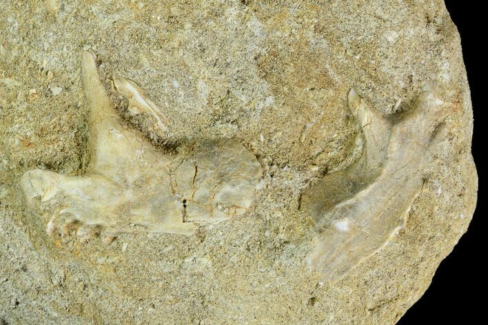 Enchodus Jaw Section in Rock - Morocco #111589